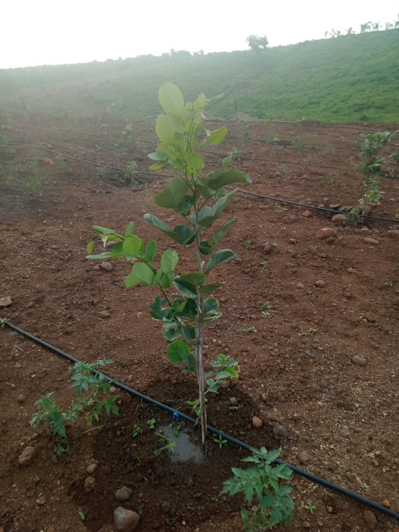 Drip Irrigation system