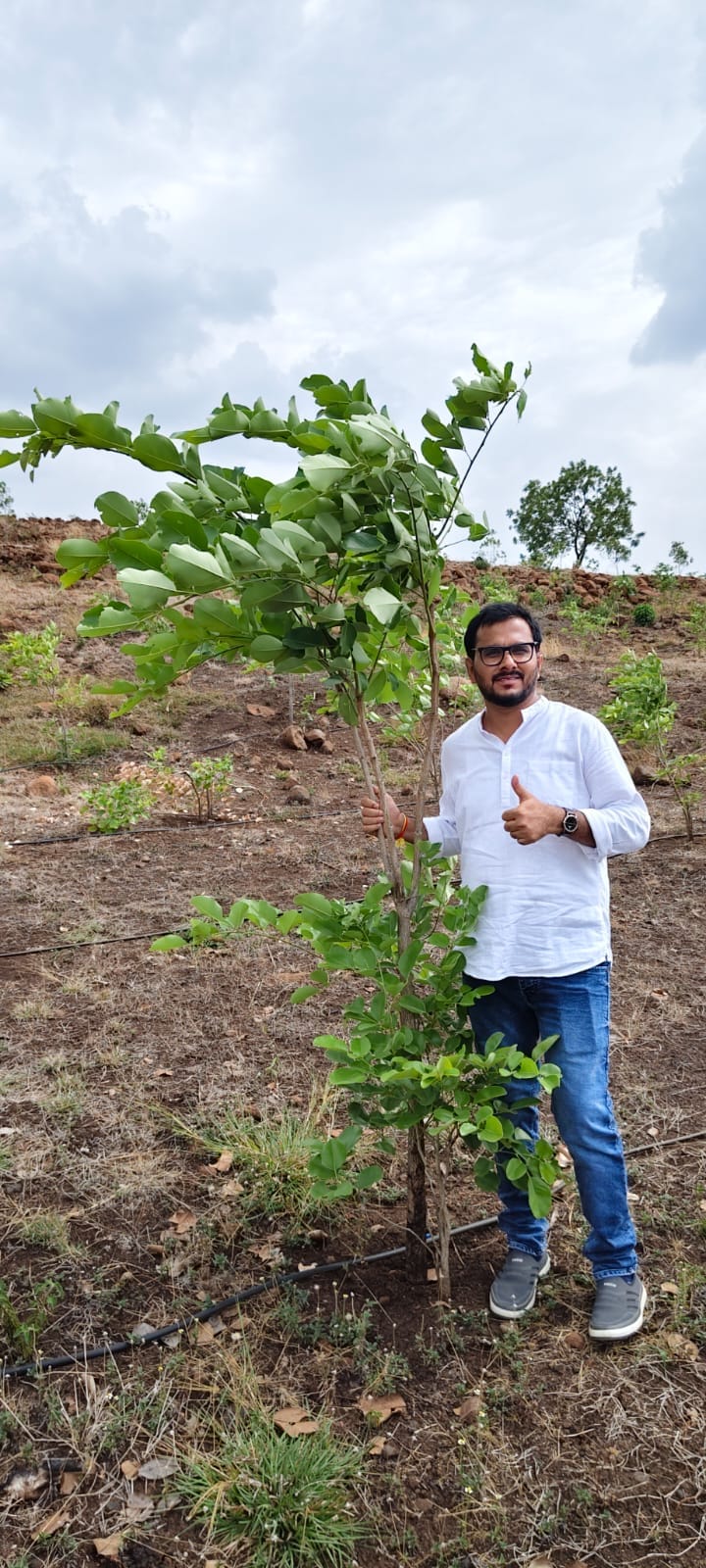 Red Sandalwood plantation