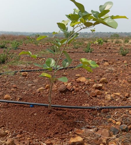 Drip Irrigation