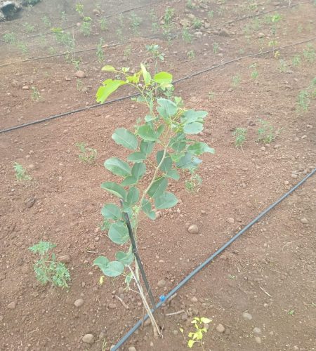 Red Sandalwood Plants