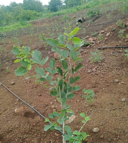 Sandalwood Sapling