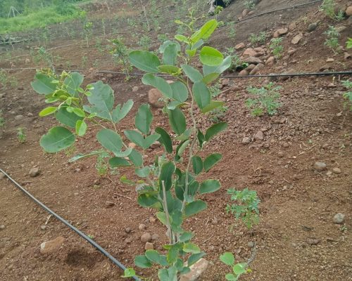 IMG-20241225-WA0018 Sandalwood Sapling