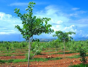 red-sandalwood-farmlands-for-sale-at-andhra-pradesh