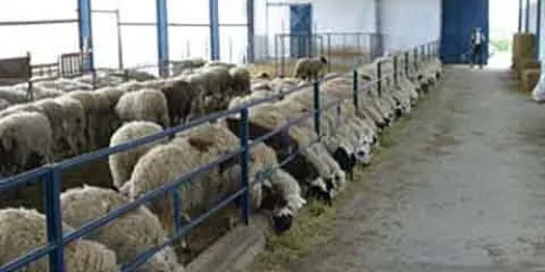 sheep-farm